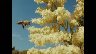 A Pollinators Paradise | BMPCC OG Film Emulation