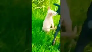 freedom animals