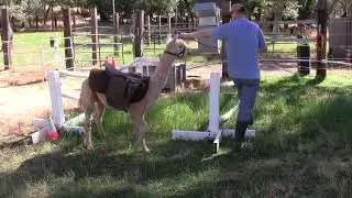 Alpha more training for saddle work and playing in his water tub in big pasture.