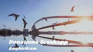 DUCKS, GEESE, SEAGULLS AND MORE BIRDS BRINGING YOU THE BEST BIRD CONTENT ON THE INTERNET.
