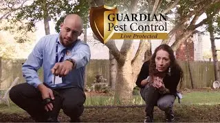 Prevent Pests with Our Service Plans | Guardian Pest Control