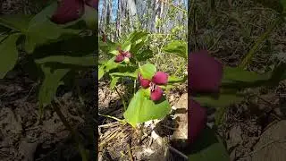 Early spring wildflowers - Red Trillium