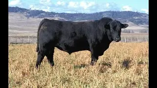 Lot 5 - NRO21S07 Rosskin Beast Mode S07