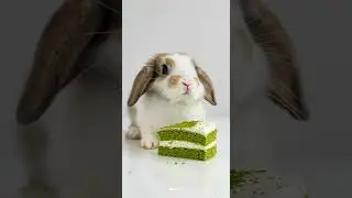 케익 먹는 토끼들 Rabbits Eating Cake #CuteAnimals #AIanimation #SweetMoment