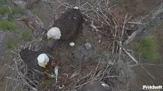 SWFL. M15 flies in with a fish for family lunch, Mom fed E26 / 13:24 / 2026-01-15