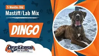 5 Month Old Mastiff/Lab Mix - Dingo - The Best Dog Trainers Florida
