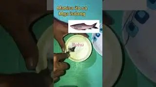 Bait for freshwater fish(dough or masa)#fishing #funny