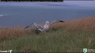 Northern Royal Albatross 17 01 2025 1  ~  WYL & Ranger on patrol