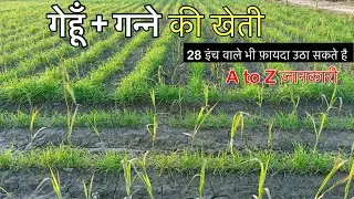 गन्ने और गेहूँ की खेती से डबल मुनाफा कमाये | 28 इंच वाले भी फ़ायदा उठा सकते है ये चीज़ जानकार 