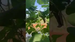 Beans 🫘 are no more in the tree 😔#nature #byebye #nature