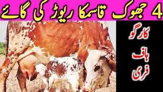 Pure Cholistani Sahiwal  Cow From Cholistan Desert || Global Village Farming