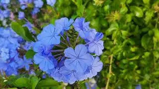 blue leadwort flower for your tv