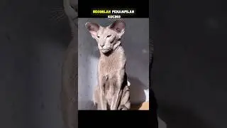 INILAH JENIS KUCING PALING LANGKA DI DUNIA #gudangit #facts
