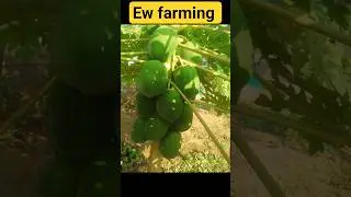 Red Lady Taiwan 786 Papaya 🍈 | One Plant Heavy Fruiting