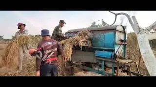 Farmers harvest rice after harvesting