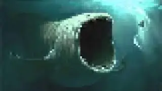 screming bluup