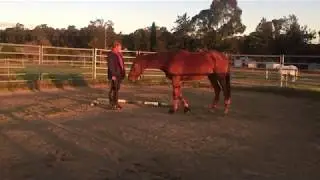 Join Up Lesson at Sterntaler Equestrian Services [ Part II ]
