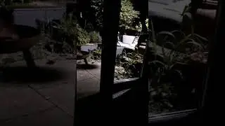 #two  #harry's #rare #hedgehog #live #wales Narrated by Steve West