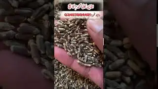 Indian black wheat seed in Pakistan #indianwheatseed #agriculture #blackwheat #wheatseed