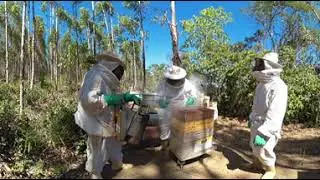 Our Nature -  Fibria and Honey Production - VR 360&deg;