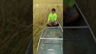 Panen padi liar