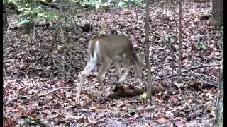 Canon SX-40 HS HD CHDK Motion Detect + Movie Digest Mode - Deer Captured in Natural Habitat