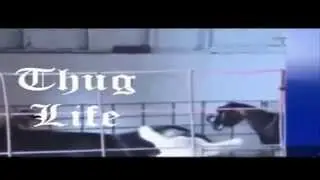 Thug Life Animals