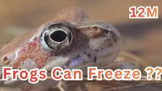 Frogs Can Freeze and Thaw Without Dying | Incredible Wood Frog Survival Fact