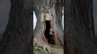 house in tree hollow ( Poland ) sustainable architecture /green architecture/ sustainability #shorts