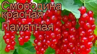 Смородина красная Памятная (ribes rubrum) 🌿 Памятная обзор: как сажать, саженцы смородины Памятная