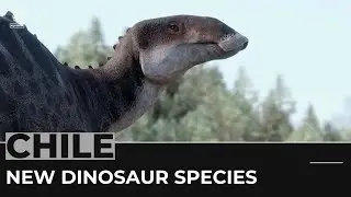 Chile dinosaur: Scientists find new species remains in Patagonia