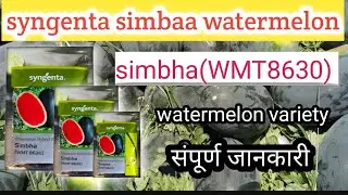 Syngenta simbha Watermelon | 
