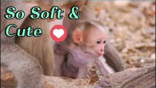 🔴 Tiny Steps, Big Growth | Mama Monkey Roza Supports Baby Rosalyn&rsquo;s Slow Walking Journey