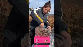 Dry Fruit Delights: The Chestnut Harvest The Art of Packing Chestnuts.