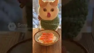 Cat Carefully Enjoys a Cozy Meal at the Table #cat #cute #cozy #pets #daily