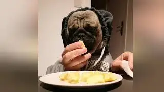 Pug Eats Apple - Funny Pug