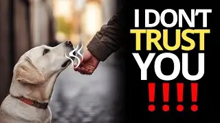 🐶 Scientists Confirm That Dogs Can Identify Bad People 🐾
