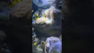 #finding dory #fish #fish #life #seamonster #colors #travel  #mountains #water #free #tranding #sea