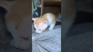 #cat #viral #viralvideo #viralshort #video #viralshorts #shorts #shortvideo #kitten #play #videos