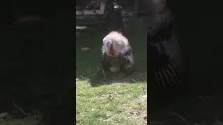Turkey mating ritual dance.
