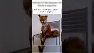 #meme1
