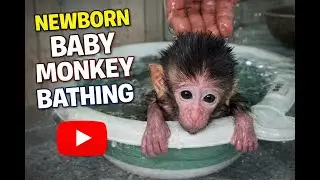 OMG.. THIS NEWBORN BABY MONKEY IS STARTING TO BE BATHED BECAUSE IT'S STICKYMonkey Yuki