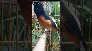 LUAR BIASA murai macet bunyi pun LANGSUNG NYAUT
