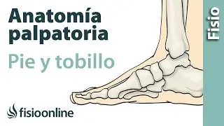 Anatomía palpatoria del pie y tobillo