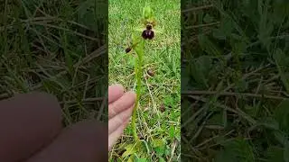 Ophrys caloptera