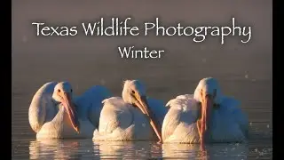 Texas Wildlife Photography (Winter) 🐦🦆🦅🕸🐢🦌🦤🦢🐿🌳