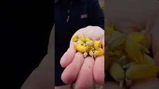 Our country&rsquo;s most hated plant &mdash; Gorse. #Gorse #WildForaging #EdibleFlowers