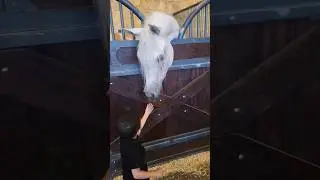Omar playing with the horse #horse #play #farm #music #song #love