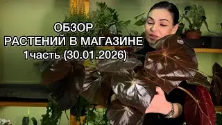 ОБЗОР растений в магазине🌱наличие, скидки🌸ЧАСТЬ 1( 30.01.2026)