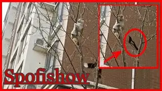 Сорока спасает кота на дереве! #therescue #magpie